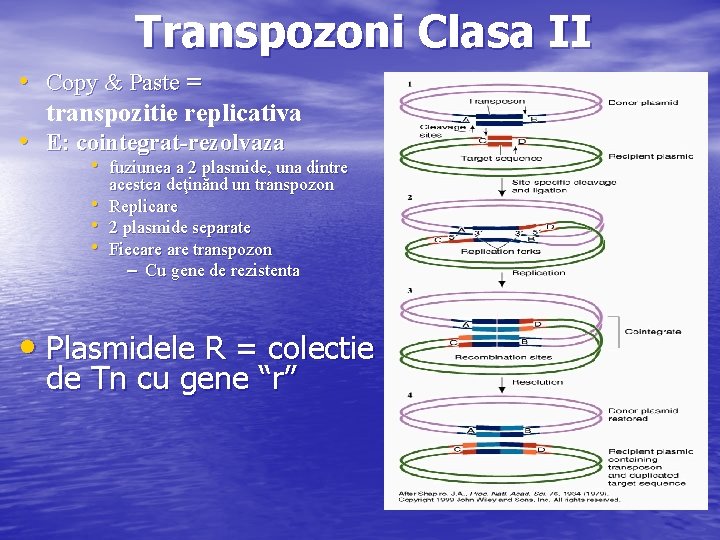 Transpozoni Clasa II • Copy & Paste = transpozitie replicativa • E: cointegrat-rezolvaza •