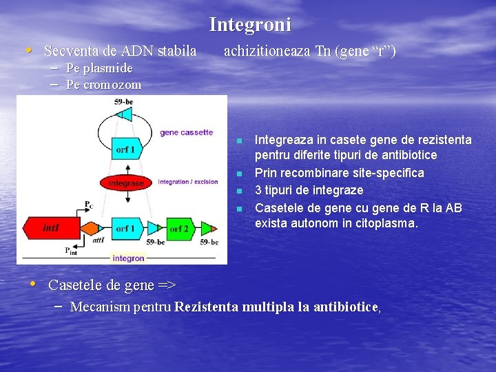 Integroni • Secventa de ADN stabila – Pe plasmide – Pe cromozom achizitioneaza Tn