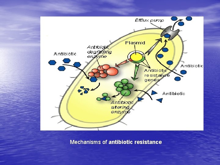 Mechanisms of antibiotic resistance 