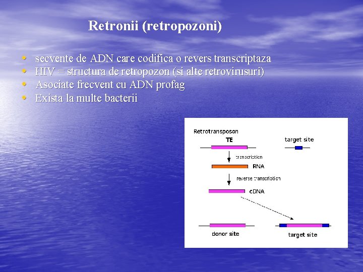 Retronii (retropozoni) • • secvente de ADN care codifica o revers transcriptaza HIV =