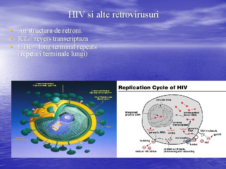 HIV si alte retrovirusuri • Au structura de retroni. • RT = revers transcriptaza