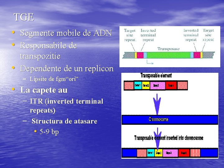 TGE • Segmente mobile de ADN • Responsabile de • transpozitie Dependente de un