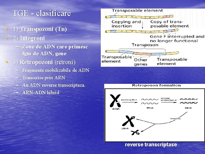 TGE - clasificare • 1) Transpozoni (Tn) • 2) Integroni – Zone de ADN