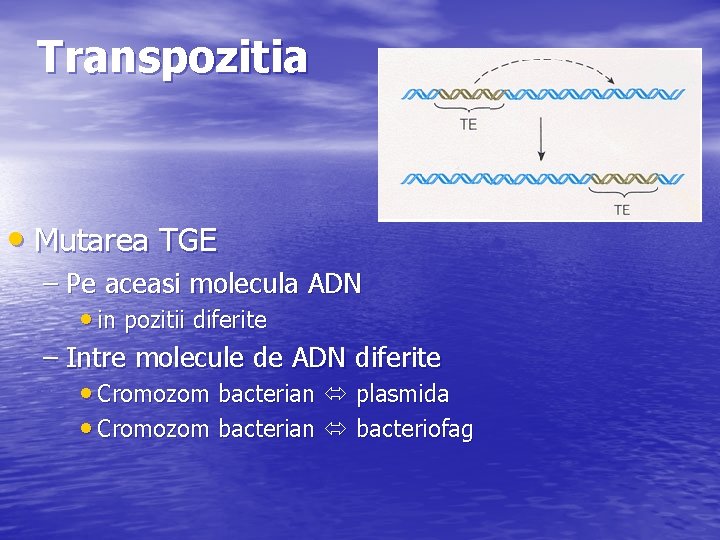 Transpozitia • Mutarea TGE – Pe aceasi molecula ADN • in pozitii diferite –