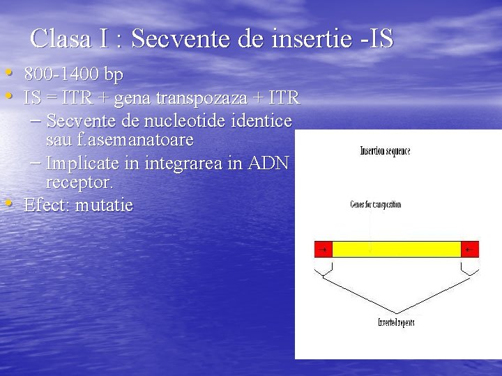 Clasa I : Secvente de insertie -IS • 800 -1400 bp • IS =