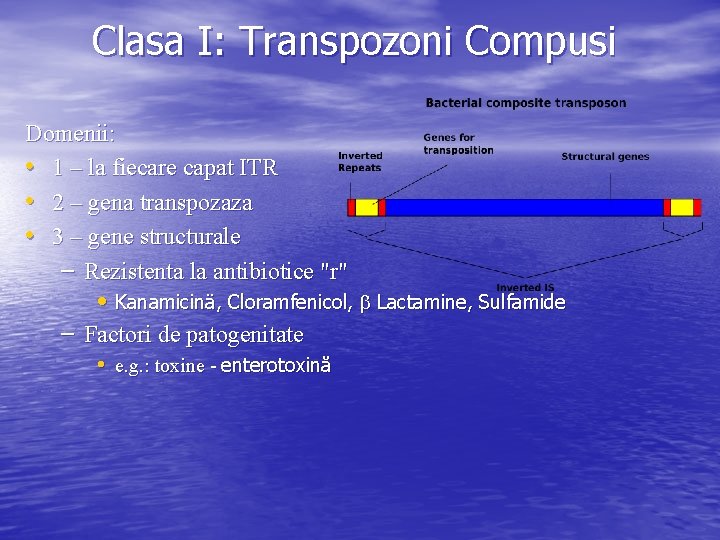 Clasa I: Transpozoni Compusi Domenii: • 1 – la fiecare capat ITR • 2