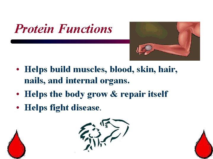 Protein Functions • Helps build muscles, blood, skin, hair, nails, and internal organs. •