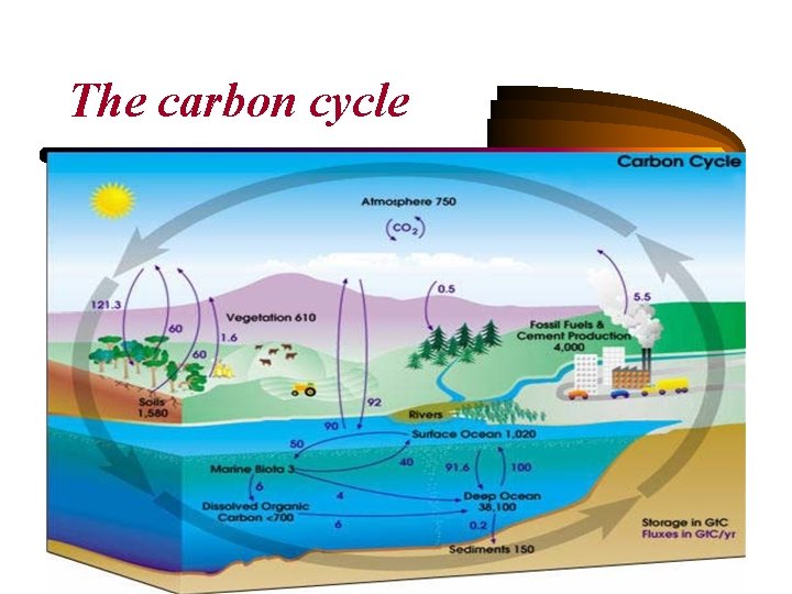 The carbon cycle 