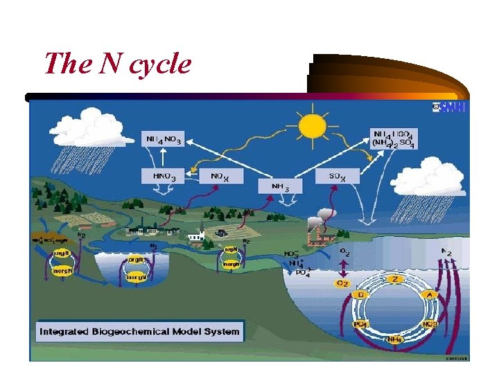 The N cycle 