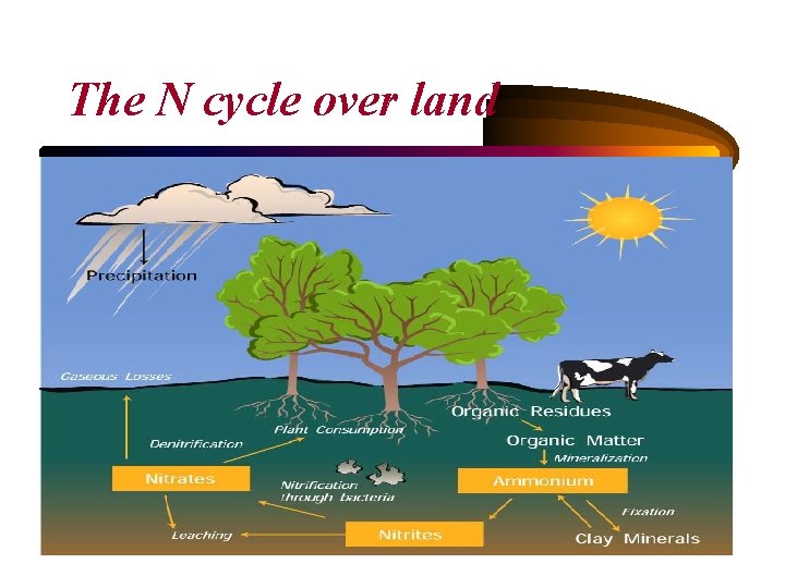 The N cycle over land 