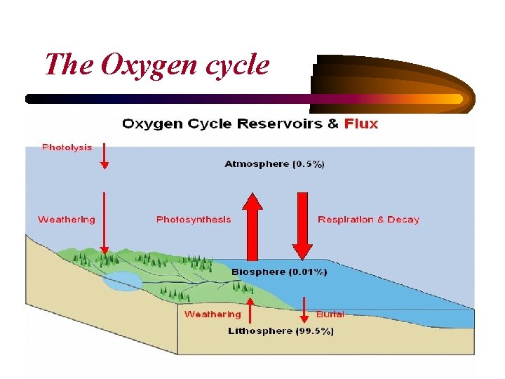 The Oxygen cycle 