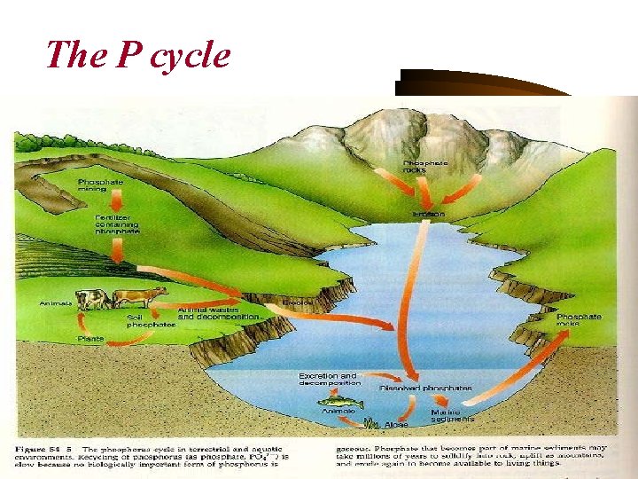 The P cycle 