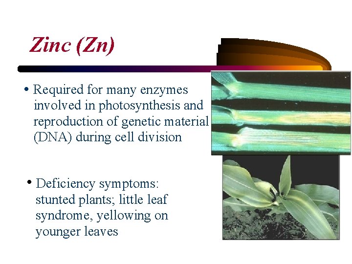 Zinc (Zn) • Required for many enzymes involved in photosynthesis and reproduction of genetic