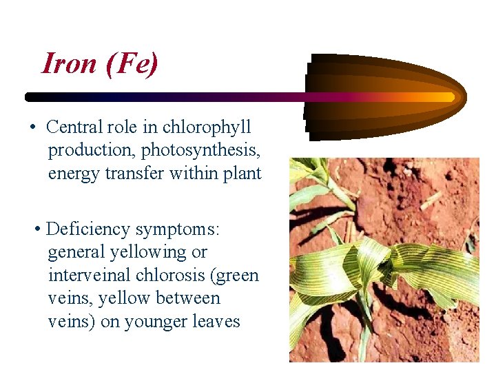 Iron (Fe) • Central role in chlorophyll production, photosynthesis, energy transfer within plant •