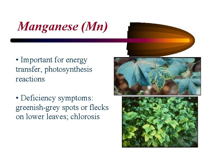 Manganese (Mn) • Important for energy transfer, photosynthesis reactions • Deficiency symptoms: greenish-grey spots