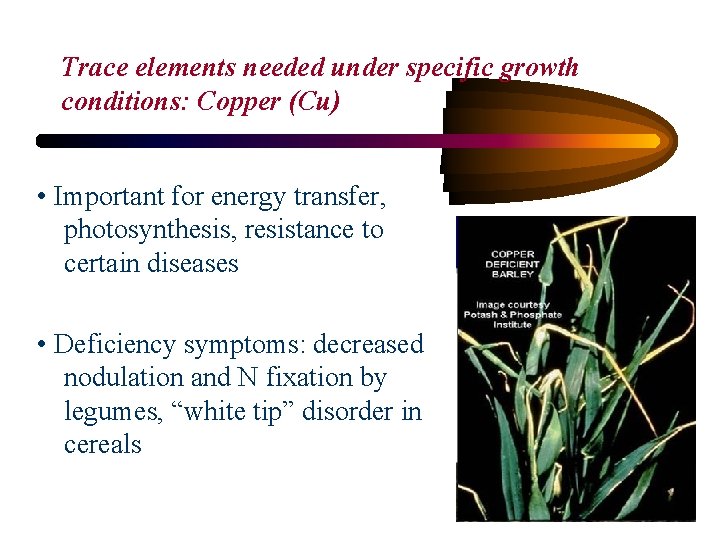 Trace elements needed under specific growth conditions: Copper (Cu) • Important for energy transfer,