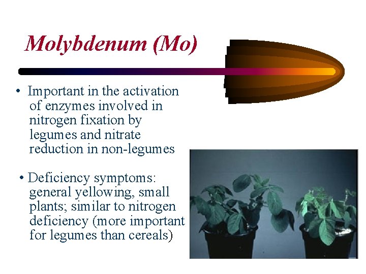 Molybdenum (Mo) • Important in the activation of enzymes involved in nitrogen fixation by