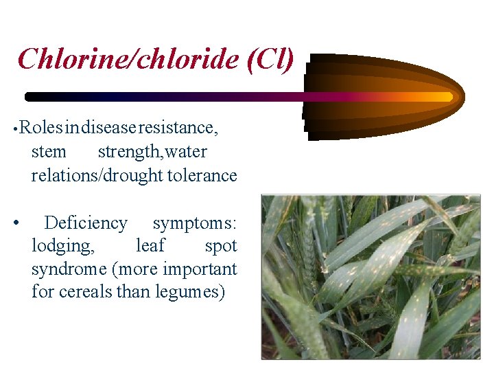 Chlorine/chloride (Cl) • Roles in disease resistance, stem strength, water relations/drought tolerance • Deficiency