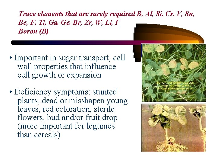 Trace elements that are rarely required B, Al, Si, Cr, V, Sn, Be, F,