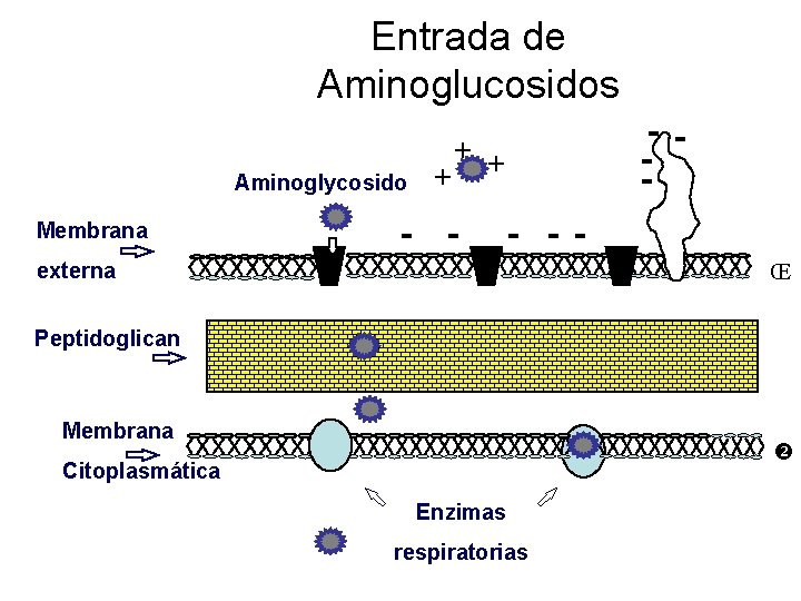 Entrada de Aminoglucosidos Aminoglycosido Membrana - - - + + + - - externa