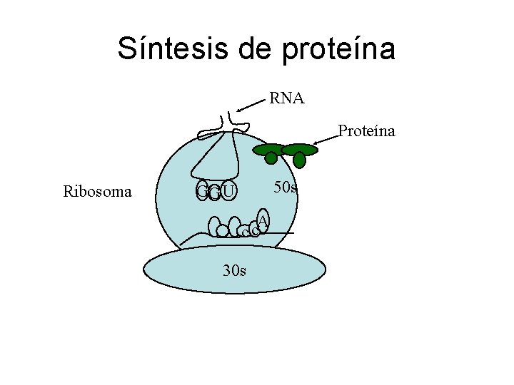 Síntesis de proteína RNA Proteína Ribosoma 50 s GG U A c c 30
