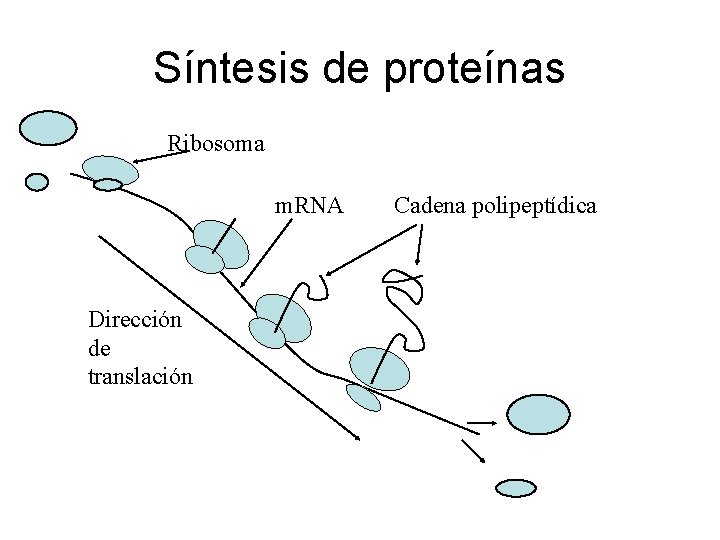 Síntesis de proteínas Ribosoma m. RNA Dirección de translación Cadena polipeptídica 