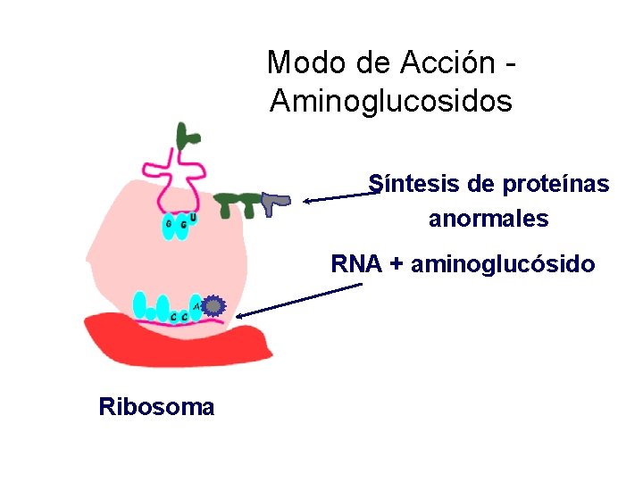 Modo de Acción Aminoglucosidos Síntesis de proteínas anormales RNA + aminoglucósido Ribosoma 