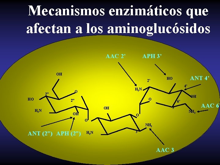 Mecanismos enzimáticos que afectan a los aminoglucósidos AAC 2’ APH 3’ OH 2’ 2”