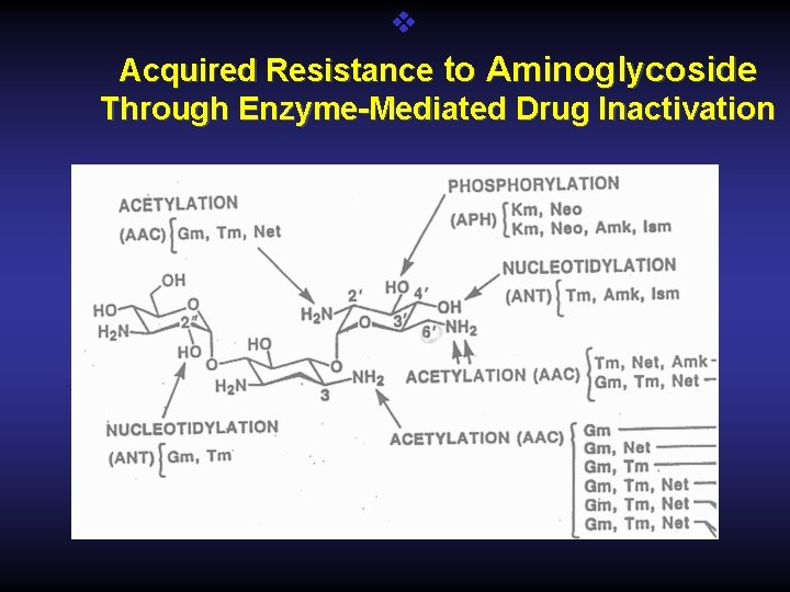 v Acquired Resistance to Aminoglycoside Through Enzyme-Mediated Drug Inactivation 