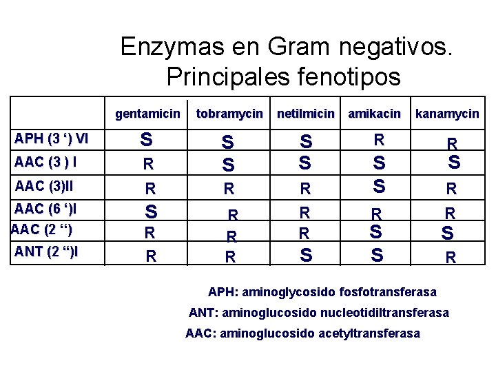 Enzymas en Gram negativos. Principales fenotipos gentamicin tobramycin netilmicin APH (3 ‘) VI S