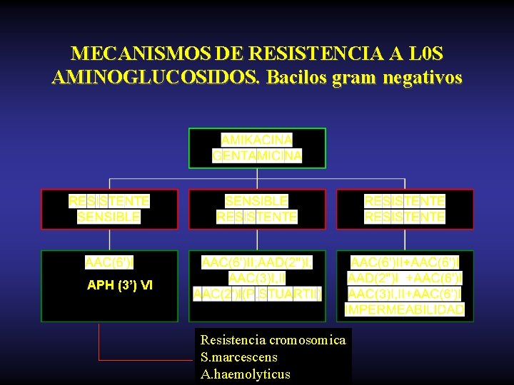 MECANISMOS DE RESISTENCIA A L 0 S AMINOGLUCOSIDOS. Bacilos gram negativos APH (3’) VI