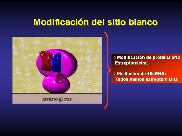 Modificación del sitio blanco Modificación de proteína S 12 Estreptomicina Metilación de 16 s.