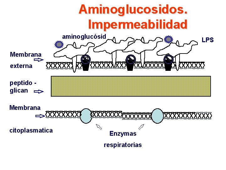 Aminoglucosidos. Impermeabilidad aminoglucósid LPS Membrana externa peptido glican Membrana citoplasmatica Enzymas respiratorias 