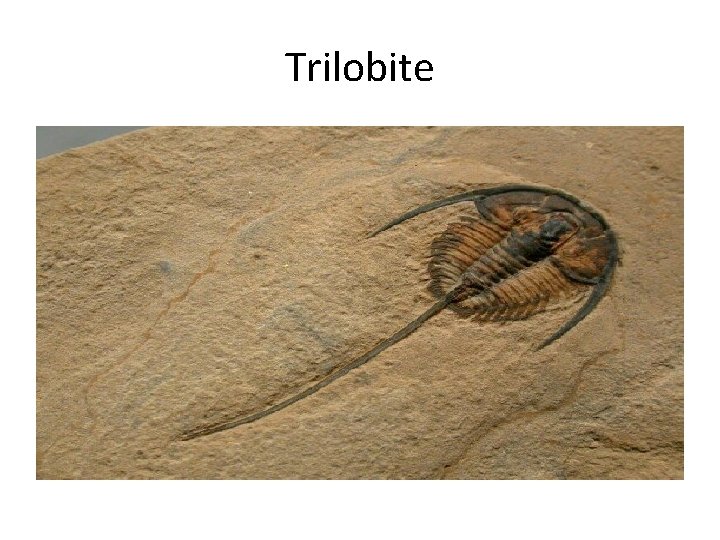 Trilobite 