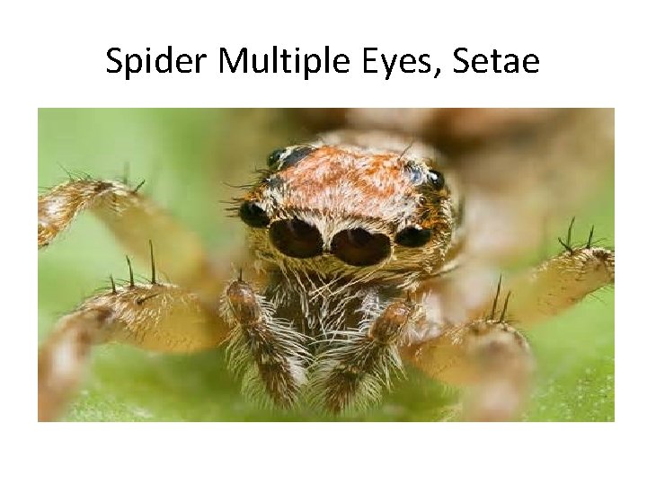 Spider Multiple Eyes, Setae 