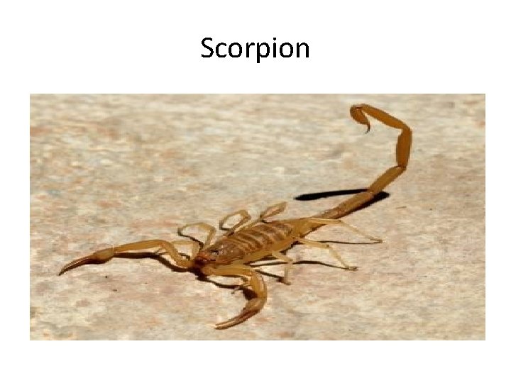 Scorpion 