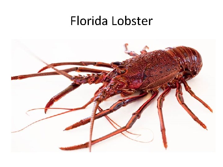 Florida Lobster 