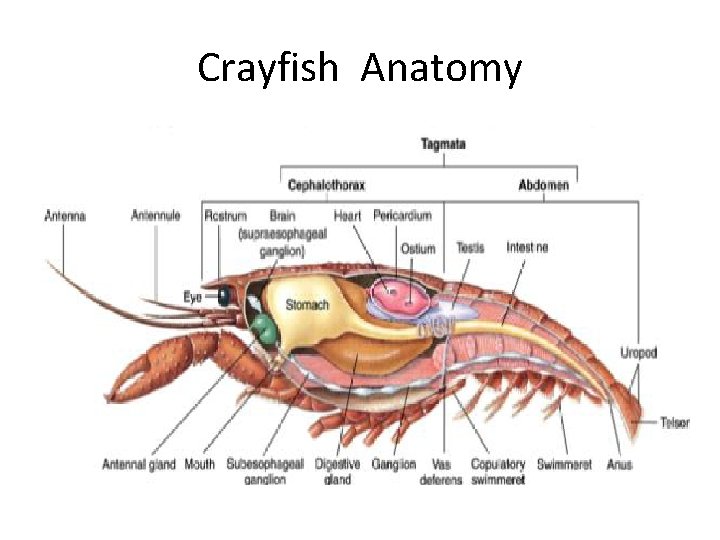 Crayfish Anatomy 