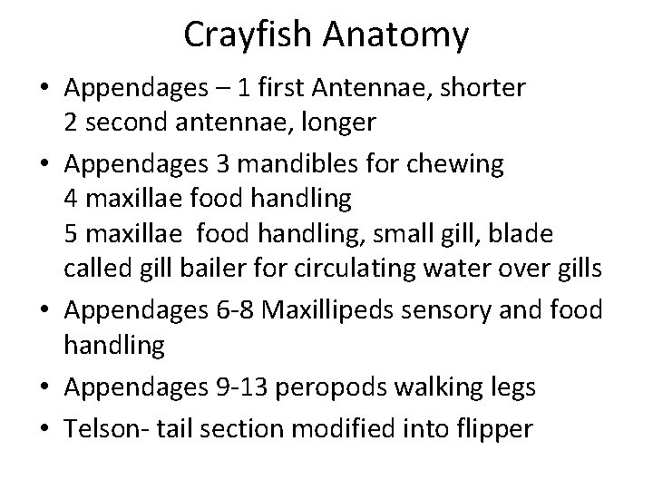 Crayfish Anatomy • Appendages – 1 first Antennae, shorter 2 second antennae, longer •