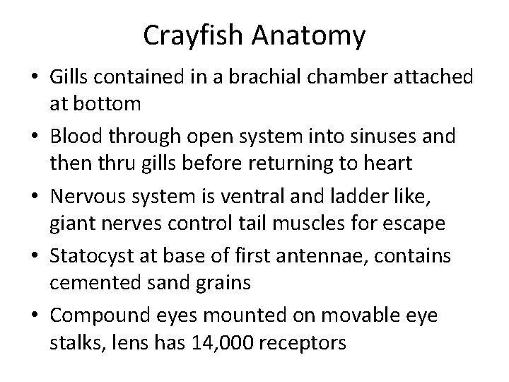 Crayfish Anatomy • Gills contained in a brachial chamber attached at bottom • Blood