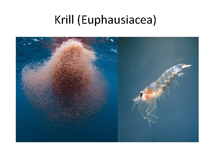 Krill (Euphausiacea) 