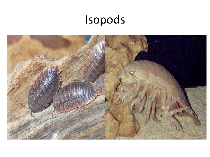 Isopods 