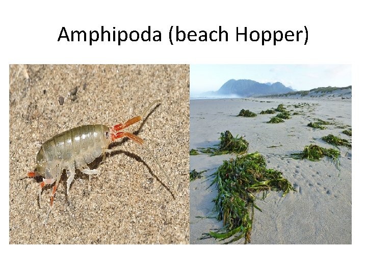 Amphipoda (beach Hopper) 