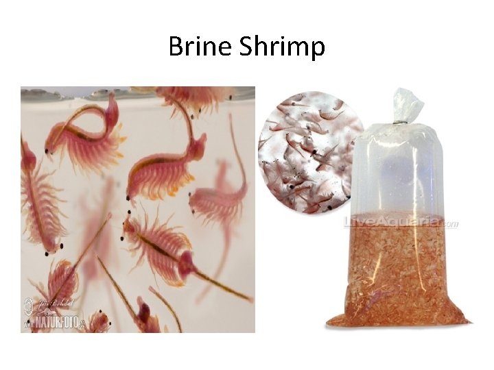 Brine Shrimp 