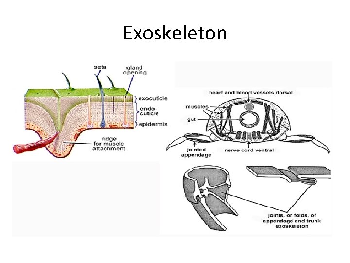 Exoskeleton 