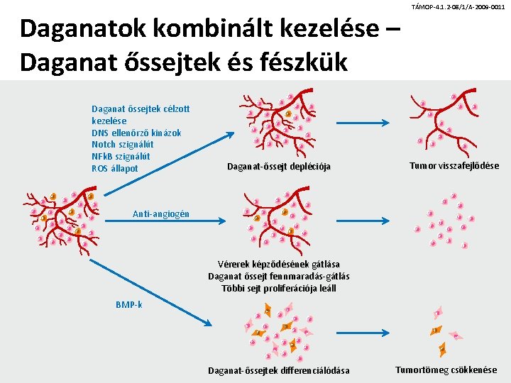 Daganatok kombinált kezelése – Daganat őssejtek és fészkük Daganat őssejtek célzott kezelése DNS ellenőrző