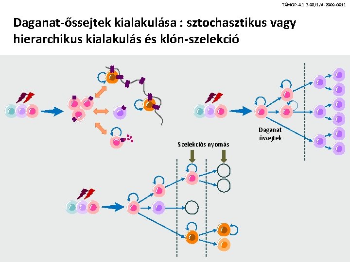 TÁMOP-4. 1. 2 -08/1/A-2009 -0011 Daganat-őssejtek kialakulása : sztochasztikus vagy hierarchikus kialakulás és klón-szelekció