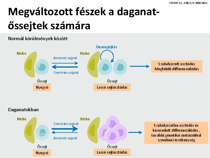 Megváltozott fészek a daganatőssejtek számára TÁMOP-4. 1. 2 -08/1/A-2009 -0011 Normál körülmények között Önmegújítás