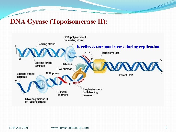 DNA Gyrase (Topoisomerase II): It relieves torsional stress during replication 12 March 2021 www.