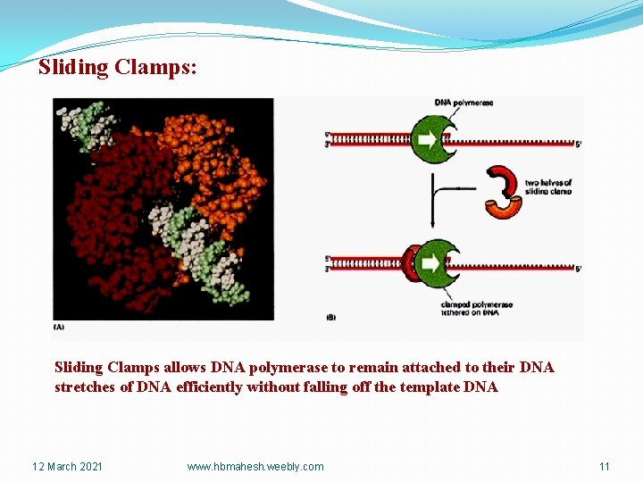 Sliding Clamps: Sliding Clamps allows DNA polymerase to remain attached to their DNA stretches